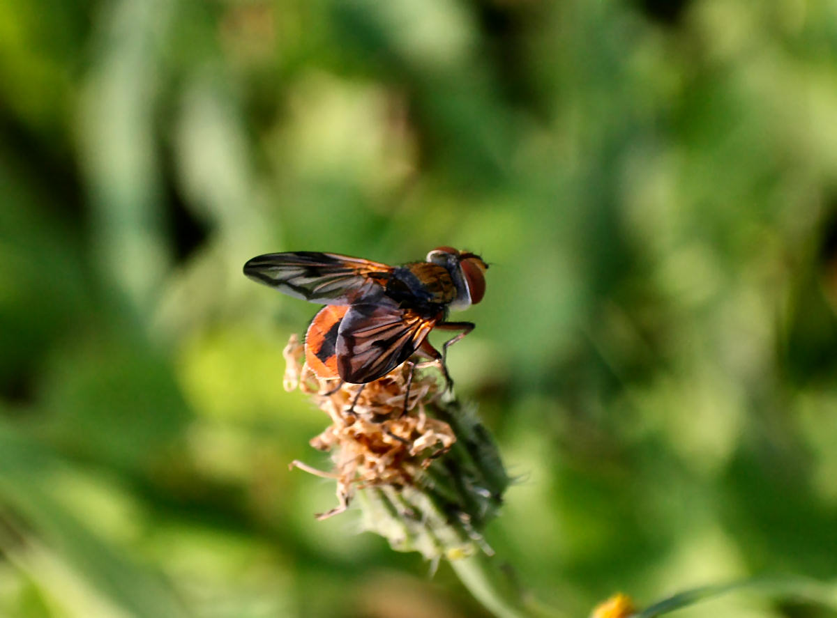 dittero rosso arancio da identificare